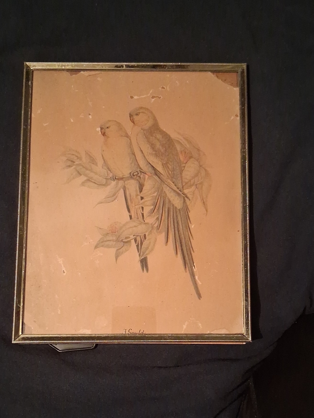Pair of Gould Parrot Prints, 1940s Original Painting With Signature
